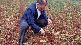 Patates üreticisi sıkıntılı