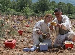 Devlet desteği ile arıcılığa başladılar, ihya oldular!