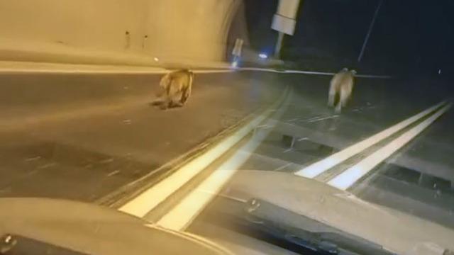 Tünelde ayı paniği: Dakikalarca kovaladı