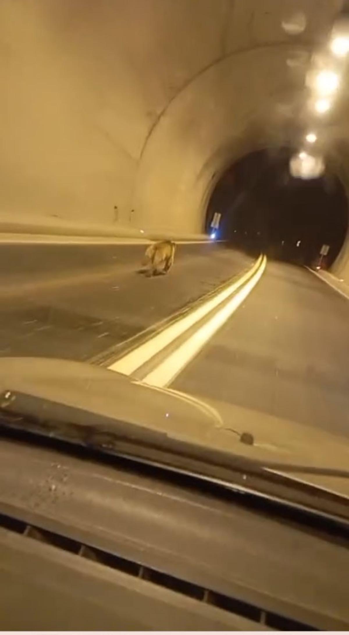 Tünelde ayı paniği: Dakikalarca kovaladı 1