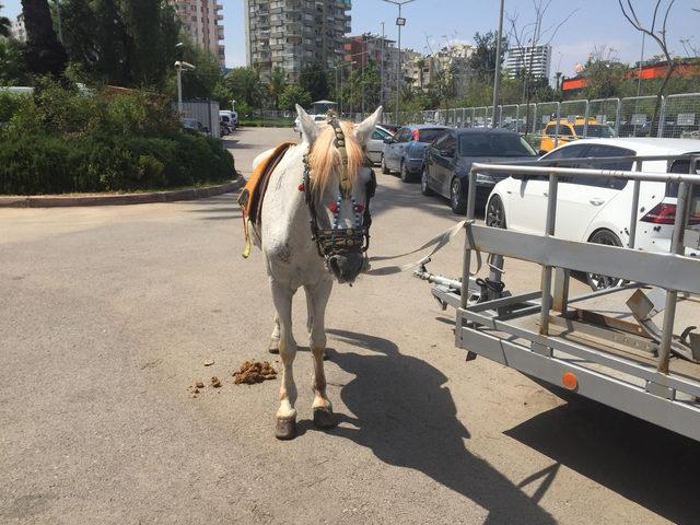 Adana'ya kutlama için gelip, attan düşen genç kadın ağır yaralandı