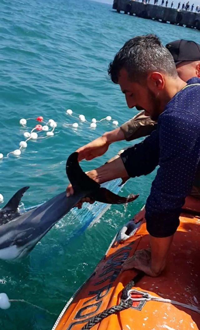 Denizde ağa takılan yunus 3 saatlik operasyonla kurtarıldı