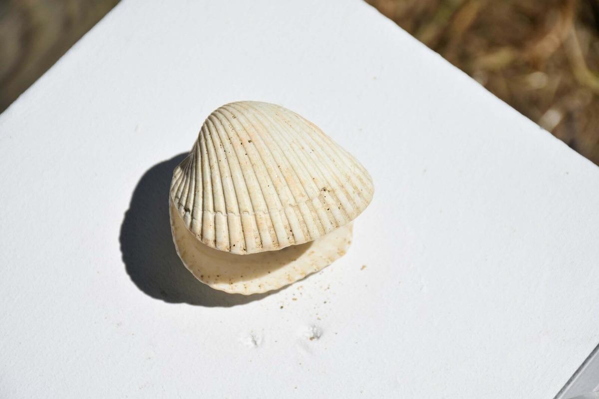 Minik arkeologlar tarihin izini sürdü: Öğrencilerin kazı deneyimi 3
