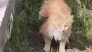 Kanadı andıran t&uuml;yleriyle dikkat &ccedil;eken kedi kamerada