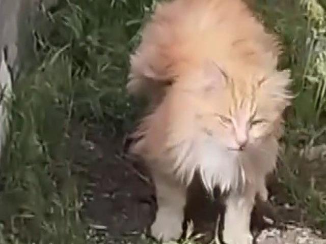 Kanadı andıran t&uuml;yleriyle dikkat &ccedil;eken kedi kamerada