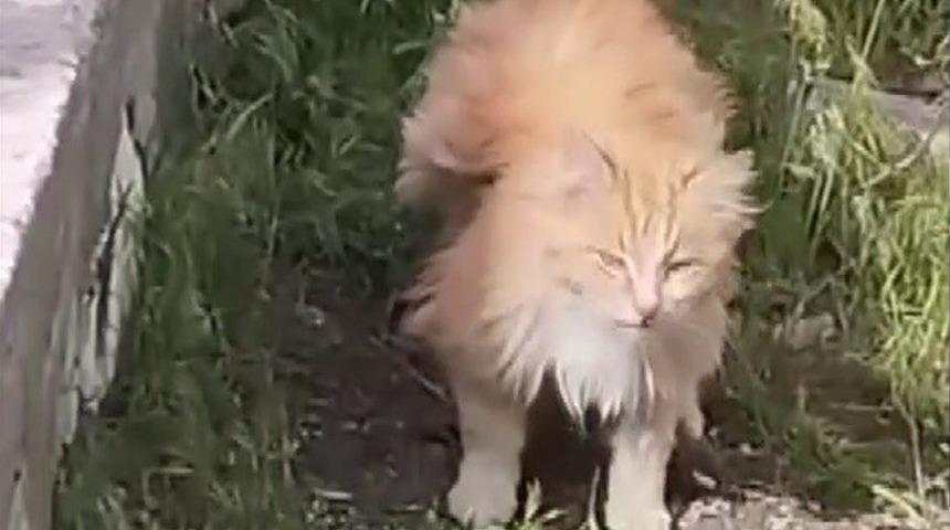 Kanadı andıran t&uuml;yleriyle dikkat &ccedil;eken kedi kamerada