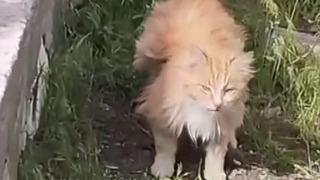 Kanadı andıran tüyleriyle dikkat çeken kedi kamerada