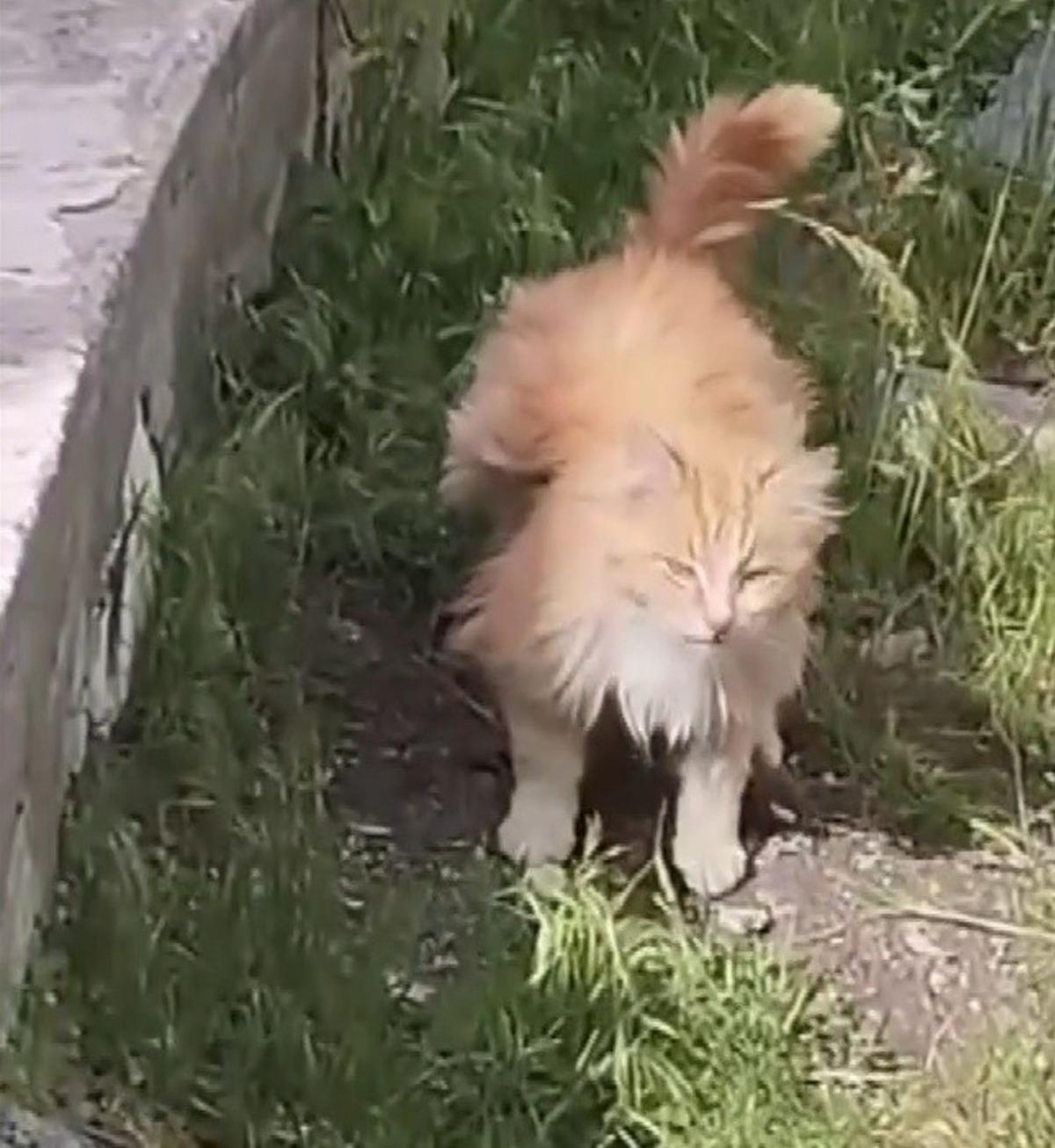 Kanadı andıran t&uuml;yleriyle dikkat &ccedil;eken kedi kamerada 1