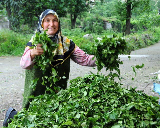 Yaş çay taban fiyatı üreticiyi memnun etti