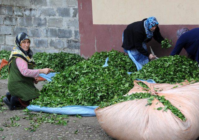 Yaş çay taban fiyatı üreticiyi memnun etti