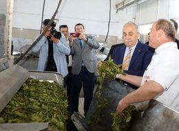 "Organik çayımız dünyada marka olarak değerini bulacaktır"