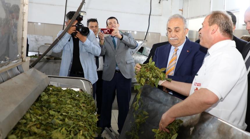 "Organik çayımız dünyada marka olarak değerini bulacaktır"