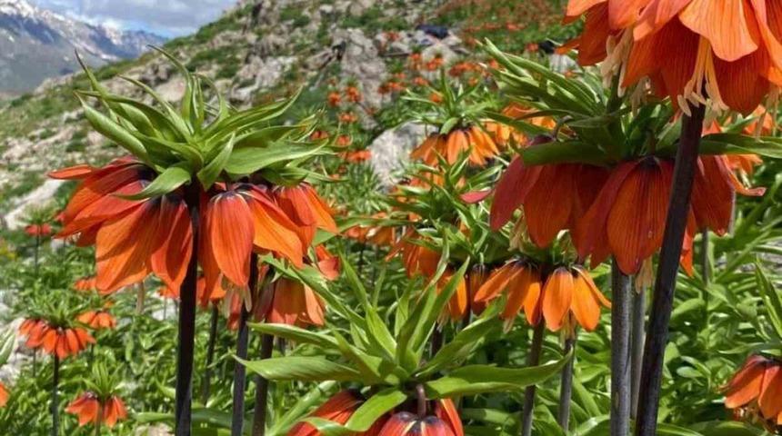 Siirt&rsquo;te ters laleler a&ccedil;tı