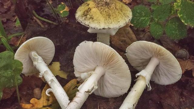 Uzman isimden ölüm meleği mantarı uyarısı