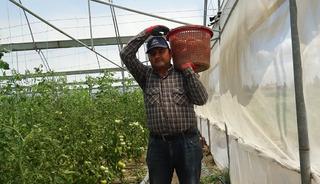 'Fiyatların g&uuml;zel olması verim kaybını telafi ediyor' Pek &ccedil;ok ile gidiyor