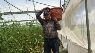 'Fiyatların güzel olması verim kaybını telafi ediyor' Pek çok ile gidiyor