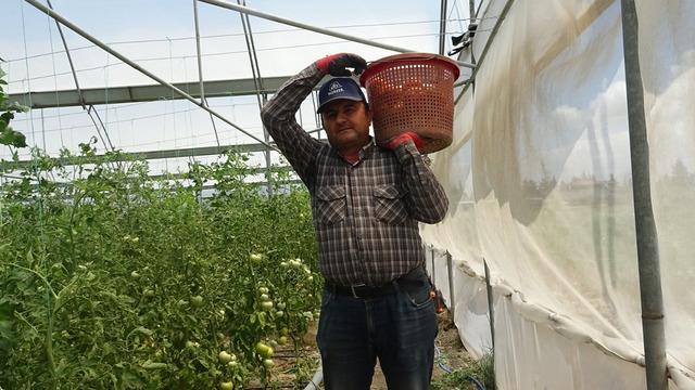 'Fiyatların güzel olması verim kaybını telafi ediyor' Pek çok ile gidiyor