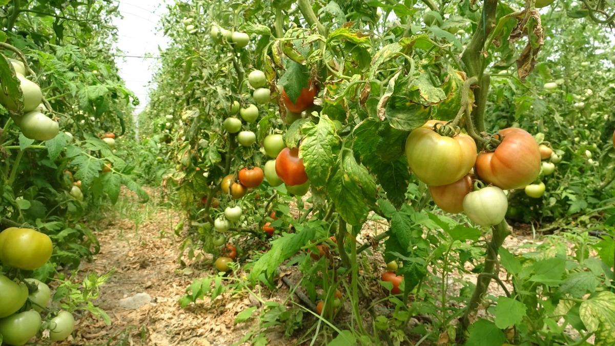  Fiyatların g&uuml;zel olması verim kaybını telafi ediyor  Pek &ccedil;ok ile gidiyor 3