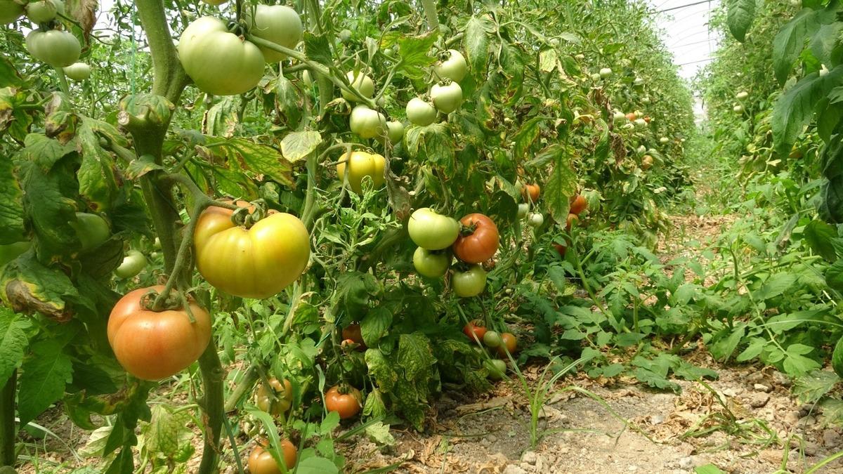  Fiyatların g&uuml;zel olması verim kaybını telafi ediyor  Pek &ccedil;ok ile gidiyor 1