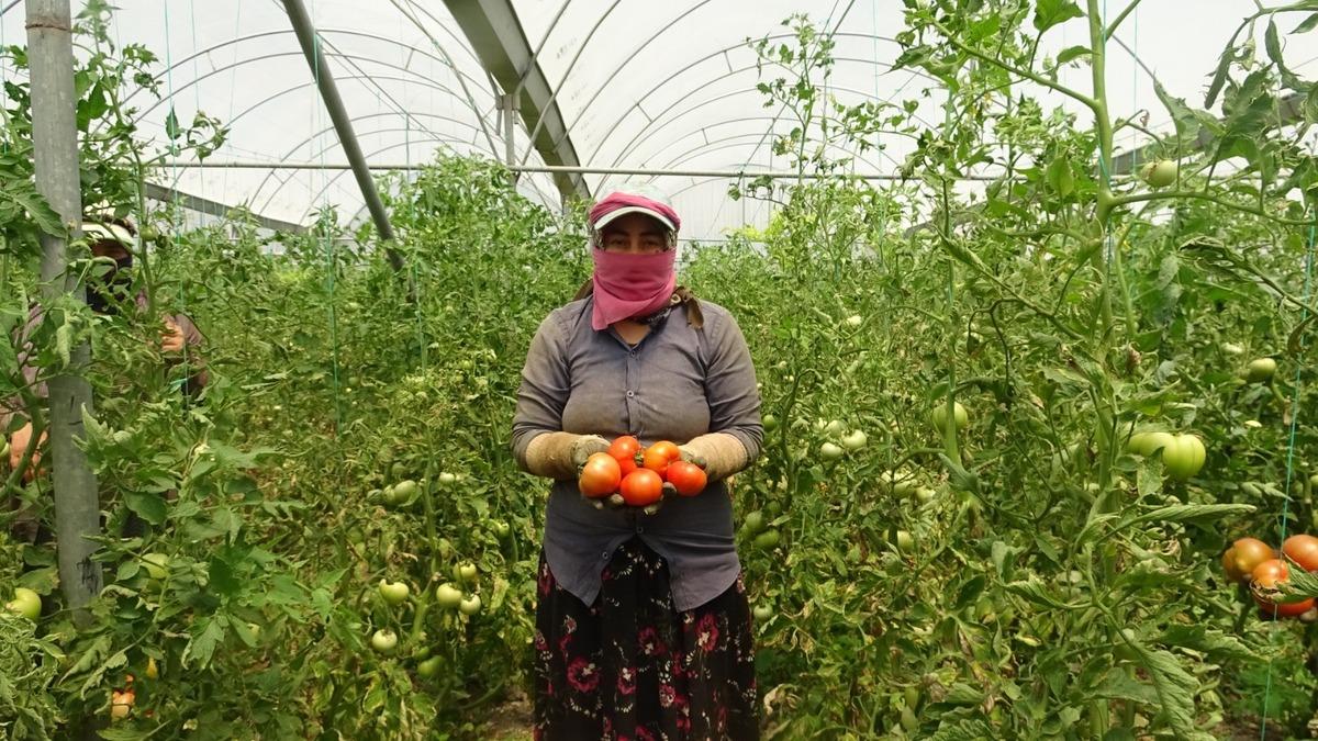  Fiyatların g&uuml;zel olması verim kaybını telafi ediyor  Pek &ccedil;ok ile gidiyor 4