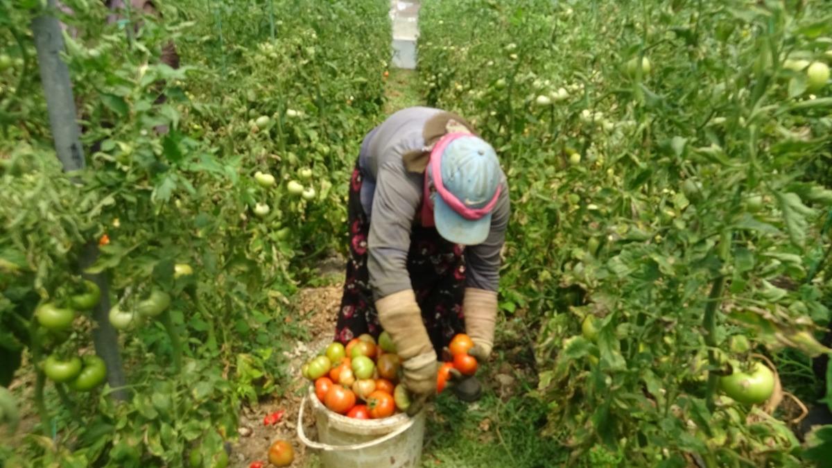  Fiyatların g&uuml;zel olması verim kaybını telafi ediyor  Pek &ccedil;ok ile gidiyor 5