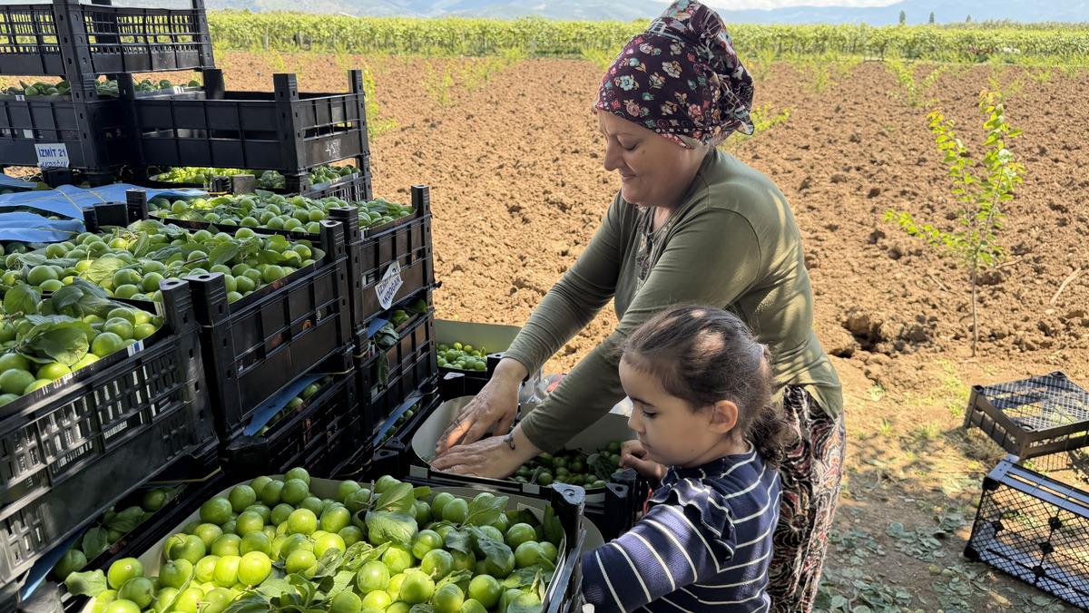 Ge&ccedil;en yıla g&ouml;re 4 kat artınca g&ouml;bek atarak &ccedil;alıştılar 1