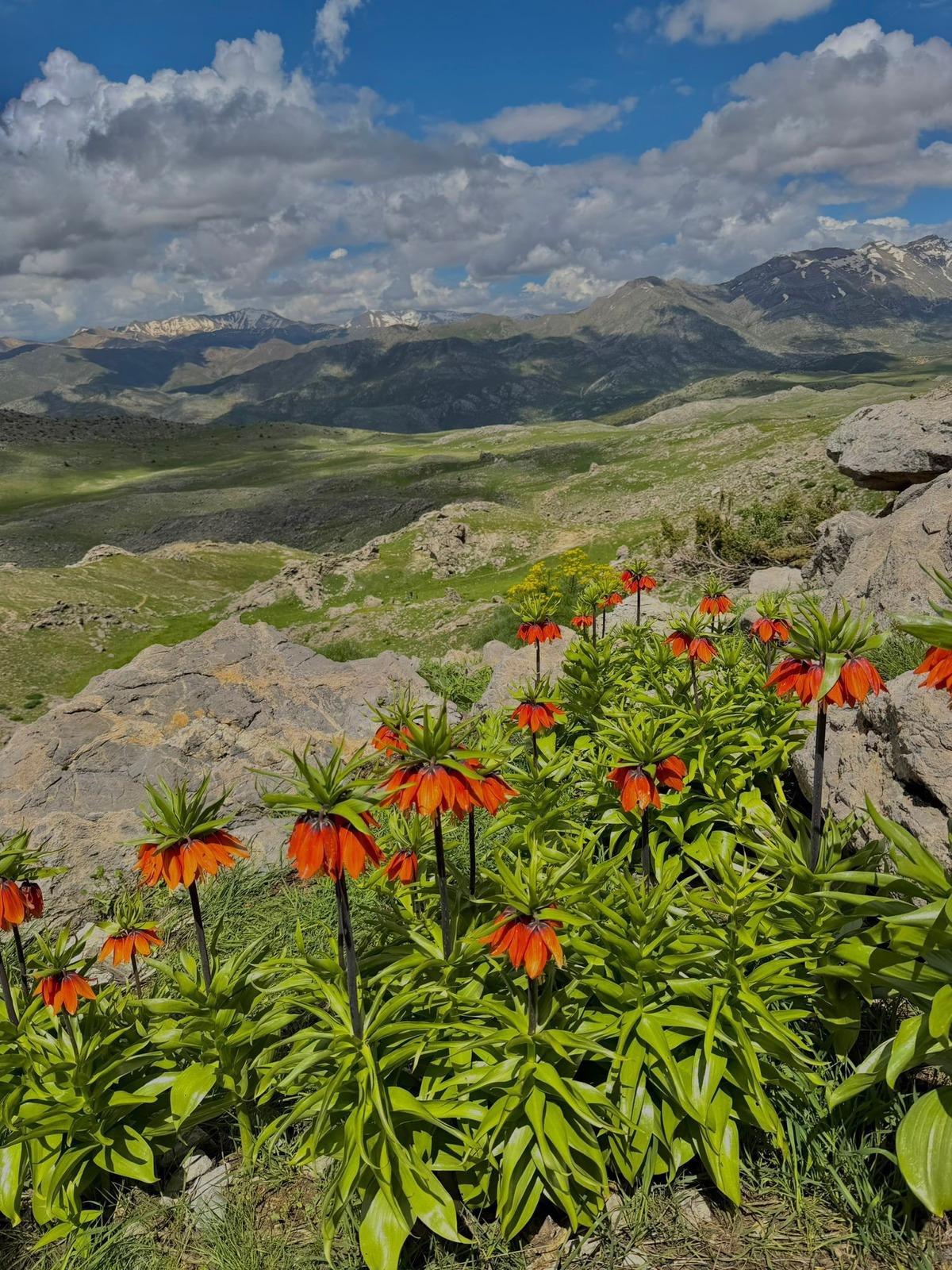 Siirt te ağlayan gelinler a&ccedil;tı: Koparan servet &ouml;d&uuml;yor! 2