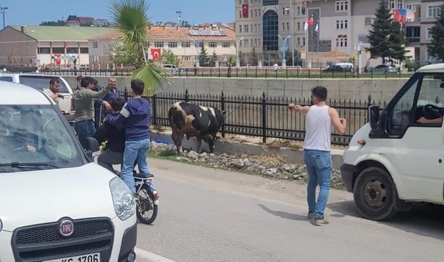 Saatlerce peşinden koştular: Kurbanlık dana ilçeyi birbirine kattı 3