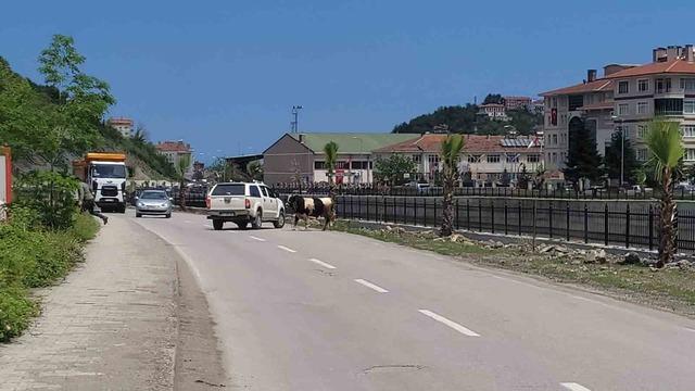 Saatlerce peşinden koştular: Kurbanlık dana ilçeyi birbirine kattı 2