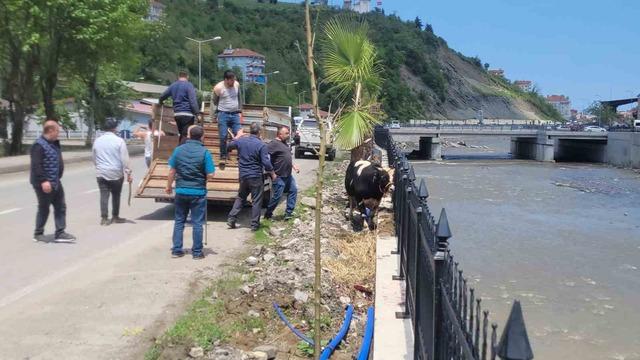 Saatlerce peşinden koştular: Kurbanlık dana ilçeyi birbirine kattı 1