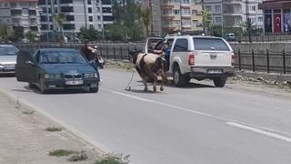 Saatlerce peşinden koştular: Kurbanlık dana ilçeyi birbirine kattı