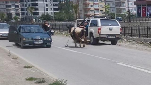 Saatlerce peşinden koştular: Kurbanlık dana ilçeyi birbirine kattı