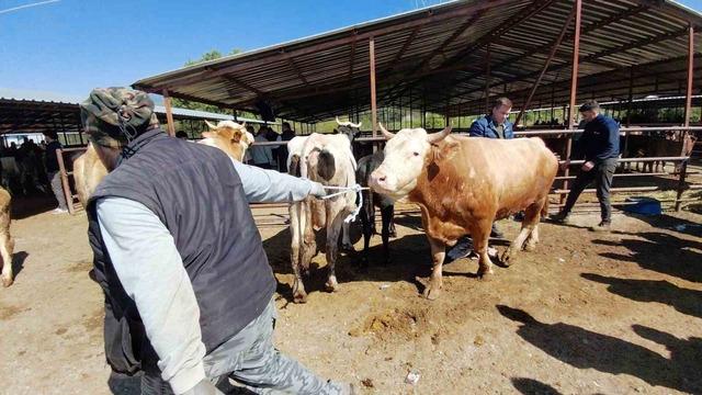 704 kiloluk dana i&ccedil;in dakikalarca pazarlık yaptılar 2