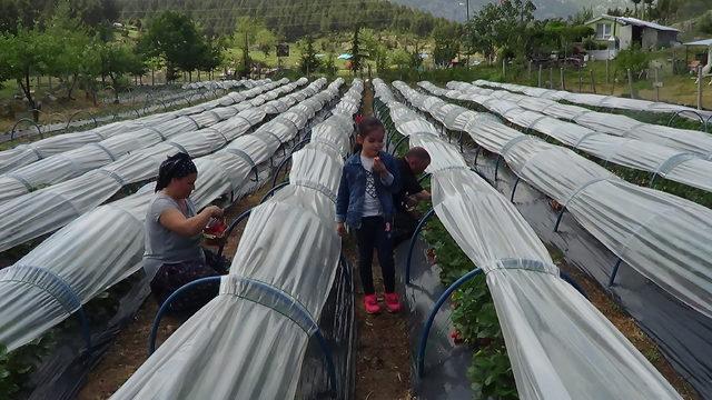 5 fideyle başladığı çilek üretiminde 8 ton hasada ulaştı