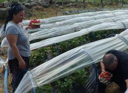 5 fideyle başladığı çilek üretiminde 8 ton hasada ulaştı
