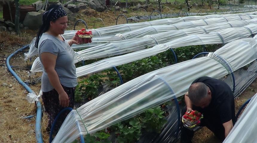 5 fideyle başladığı çilek üretiminde 8 ton hasada ulaştı