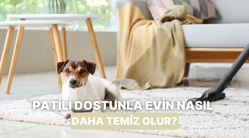 Evcil hayvan besleyenlerin yaşam kalitesini artıracak 10 temizlik sırrı