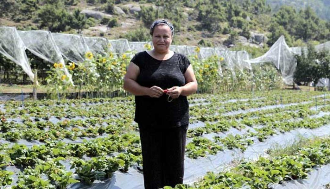 Pazardan 5 &ccedil;ilek fidesi aldı, &uuml;retimde 8 tona ulaştı 