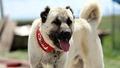 Sivas'ta Kangal k�pekleri depresyona girdi