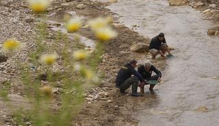 Gram gram topluyorlar: Suyla beraber altın akıyor