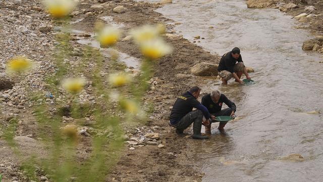 Gram gram topluyorlar: Suyla birlikte altın akıyor