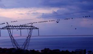Spot piyasada elektrik fiyatları (20 Mayıs 2026)