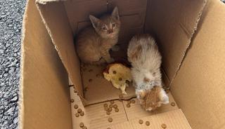 Sakarya'da sıkışan 2 kedi yavrusu kurtarıldı