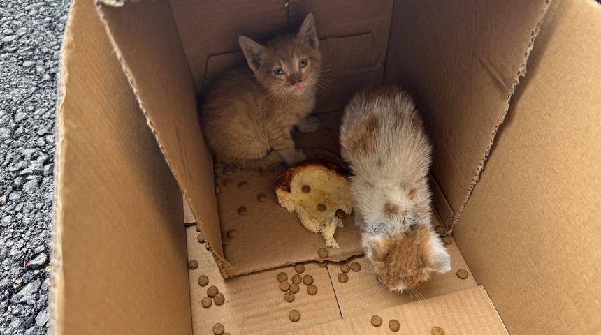 Sakarya'da sıkışan 2 kedi yavrusu kurtarıldı