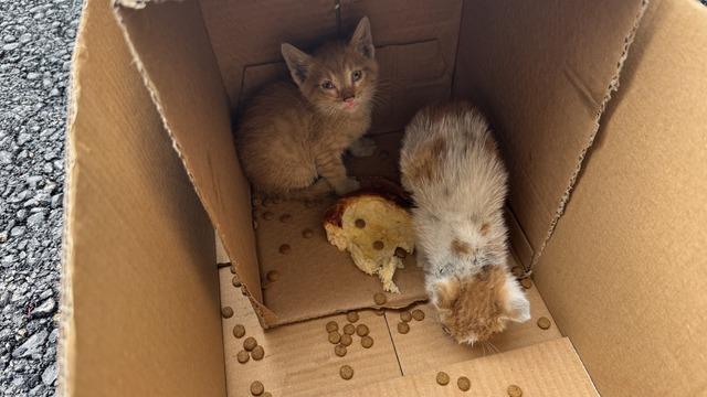 Sakarya'da sıkışan 2 kedi yavrusu kurtarıldı