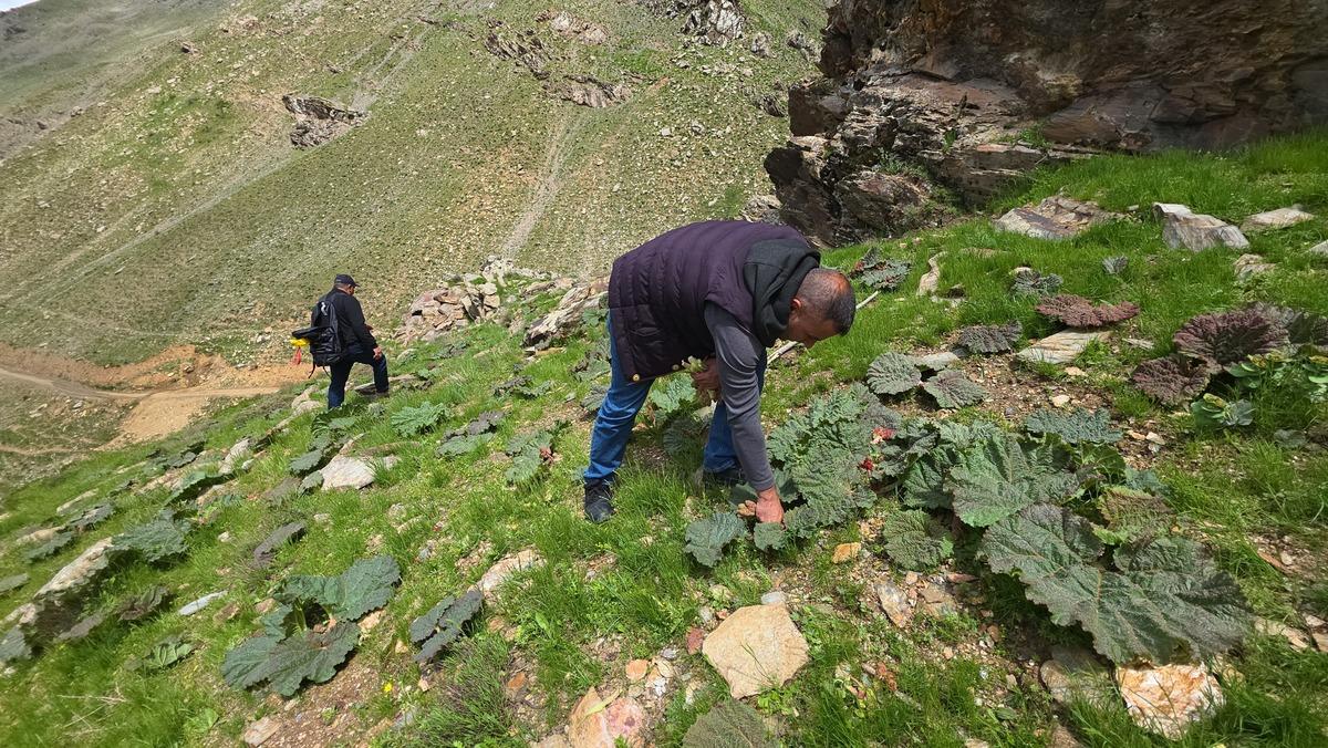 Toplamak i&ccedil;in akın ettiler: Kilometrelerce y&uuml;r&uuml;yorlar, 200 TL oldu 3