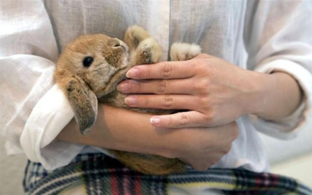 Japonya'nın bilinmeyenleri