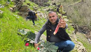 Dağda kendiliğinden yetişiyor: Yayla muzu olarak biliniyor
