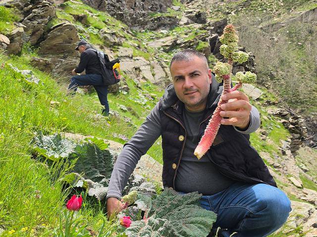 Dağda kendiliğinden yetişiyor: Yayla muzu olarak biliniyor