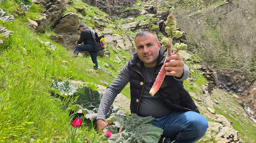 Dağda kendiliğinden yetişiyor: Yayla muzu olarak biliniyor